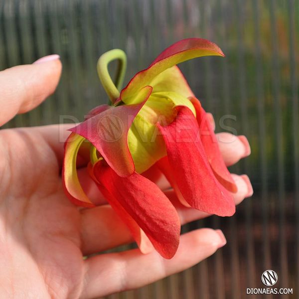 Семена Sarracenia hybrid 5 SD-SR35 фото