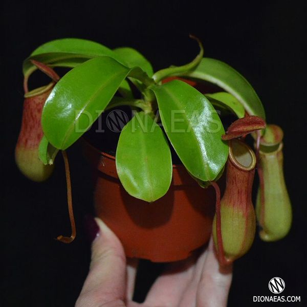 Непентес Алата Nepenthes Alata - M NEP09 фото