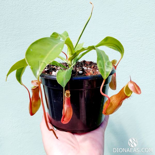 Непентес Алата Nepenthes Alata - M NEP09 фото