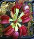 Dionaea muscipula "Dingley Giant" - S DM80 фото 1