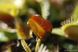 Dionaea muscipula Fondue - S DM27 фото 2