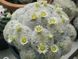 Mammillaria Plumosa SU57 фото 10