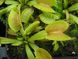 Dionaea muscipula "Dingley Giant" - S DM80 фото 2