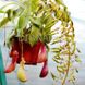 Непентес Алата Nepenthes Alata - M NEP09 фото 6