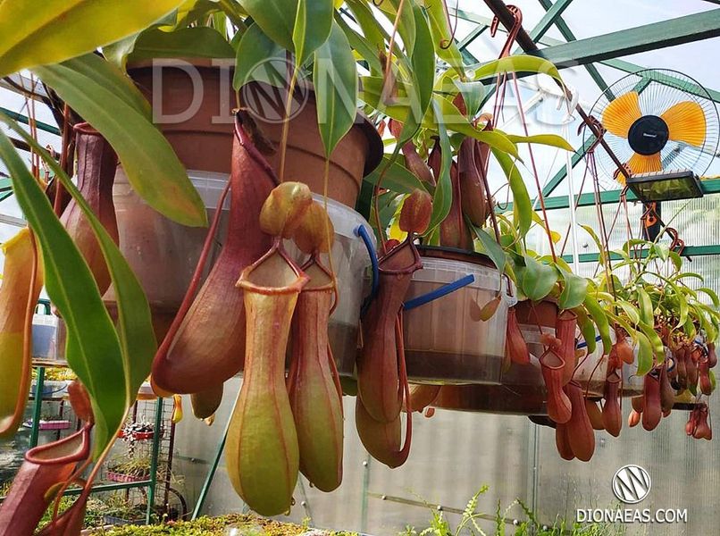 Непентес Алата | Nepenthes Alata - M NEP09 фото