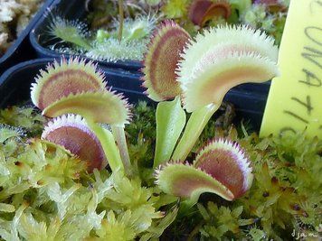Dionaea muscipula "Lunatic Fringe" - S DM87 фото