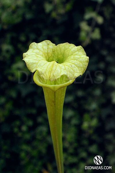 Sarracenia hybrid 5 - S S35 фото