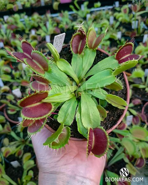 Dionaea muscipula Fused Tooth Perso I - S DM33 фото