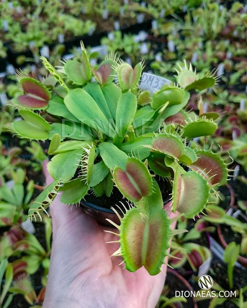 Dionaea muscipula Fused Tooth Perso I - S DM33 фото