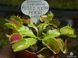 Dionaea muscipula Fused Tooth Perso I - S DM33 фото 5