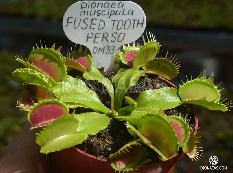 Dionaea muscipula Fused Tooth Perso I - S DM33 фото