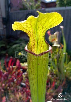 Sarracenia Alata hybrid 3 - S S52 фото