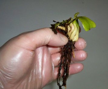 Венерина Мухоловка Ризома (цибулина, корінь, паросток) Євростандарт - S DM000 фото