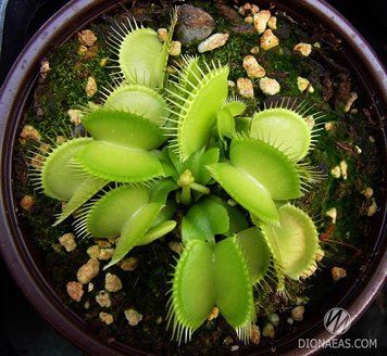 Dionaea muscipula All Green - S DM50 фото