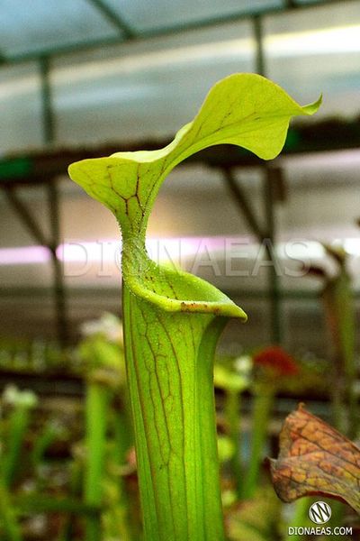 Sarracenia Alata hybrid 3 - S S52 фото