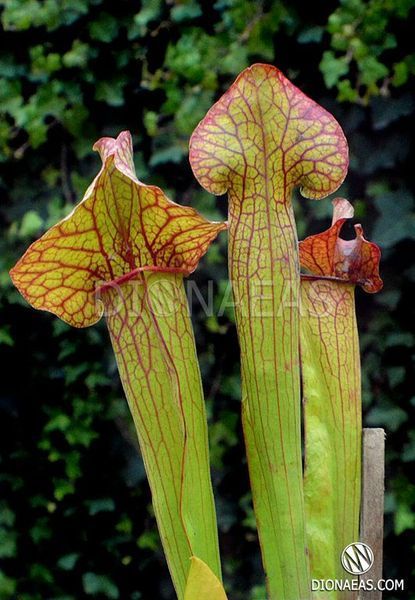 Sarracenia flava var. ornata dipping lid - L S16 фото