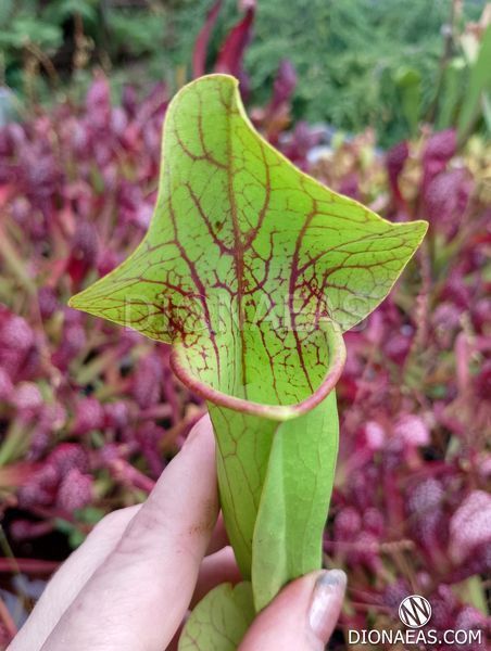 Sarracenia flava var. ornata dipping lid - L S16 фото