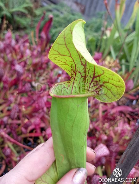 Sarracenia flava var. ornata dipping lid - L S16 фото