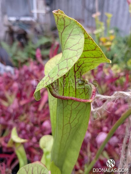 Sarracenia flava var. ornata dipping lid - L S16 фото