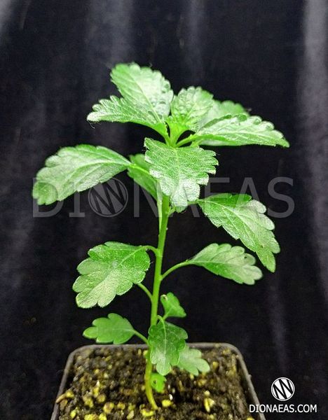 Damiana Turnera Diffusa - Даміана - Дуже рідкісна та цінна лікарська рослина, загальнозміцнююча, антидепресант та афродизіак EX35 фото