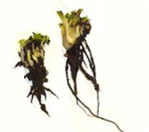 Венерина Мухоловка Ризома (луковица, корень, росток) Евростандарт - S DM000 фото