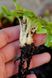 Венерина Мухоловка Ризома (луковица, корень, росток) Евростандарт - S DM000 фото 8