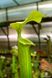 Sarracenia Alata hybrid 3 - S S52 фото 2