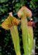 Sarracenia flava var. ornata dipping lid - L S16 фото 3