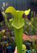 Sarracenia Alata hybrid 3 - S S52 фото 1