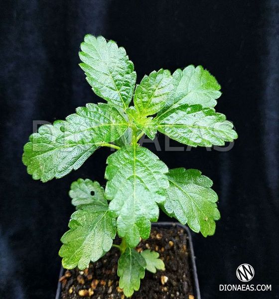 Damiana Turnera Diffusa - Даміана - Дуже рідкісна та цінна лікарська рослина, загальнозміцнююча, антидепресант та афродизіак EX35 фото