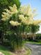 Нолина - бутылочное дерево - Beaucarnea recurvata SU129 фото 6