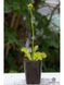 Dionaea muscipula All Green - S DM50 фото 5