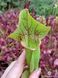 Sarracenia flava var. ornata dipping lid - L S16 фото 5