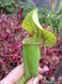 Sarracenia flava var. ornata dipping lid - L S16 фото 4