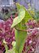 Sarracenia flava var. ornata dipping lid - L S16 фото 2