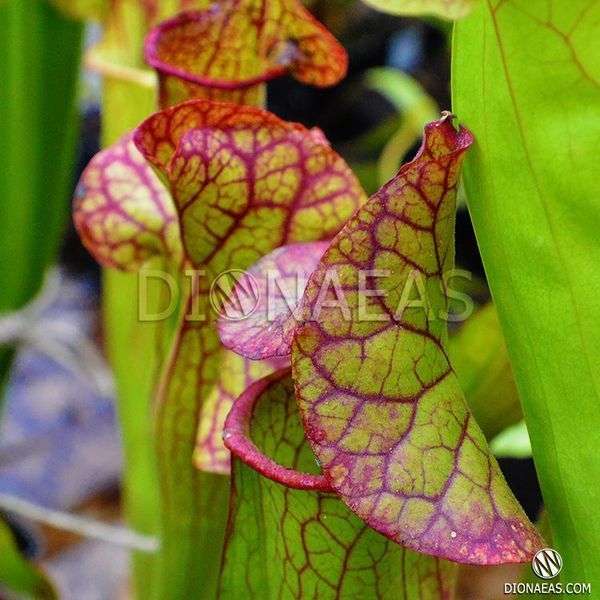 Sarracenia flava var. ornata dipping lid - L S16 фото