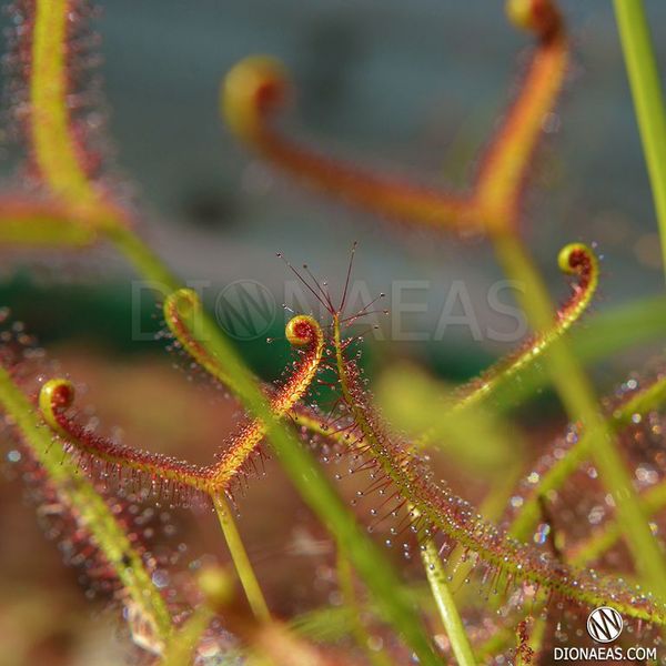 Drosera "Binata Extrema Multifida" - S DR21 фото
