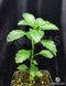 Damiana Turnera Diffusa - Даміана - Дуже рідкісна та цінна лікарська рослина, загальнозміцнююча, антидепресант та афродизіак EX35 фото 3