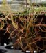 Drosera "Binata Extrema Multifida" - S DR21 фото 6