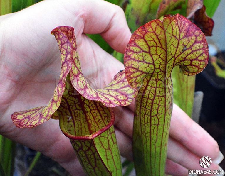 Sarracenia flava var. ornata dipping lid - L S16 фото