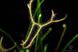 Drosera "Binata Extrema Multifida" - S DR21 фото 5
