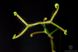 Drosera "Binata Extrema Multifida" - S DR21 фото 2