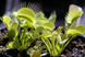 Dionaea muscipula All Green - S DM50 фото 3