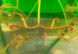 Drosera "Binata Extrema Multifida" - S DR21 фото 7
