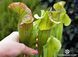 Sarracenia flava var. ornata dipping lid - L S16 фото 1
