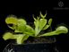 Dionaea muscipula All Green - S DM50 фото 2