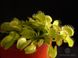 Dionaea muscipula All Green - S DM50 фото 6