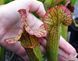 Sarracenia flava var. ornata dipping lid - L S16 фото 7