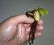 Венерина Мухоловка Ризома (луковица, корень, росток) Евростандарт - S DM000 фото 1