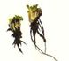 Венерина Мухоловка Ризома (цибулина, корінь, паросток) Євростандарт - S DM000 фото 10